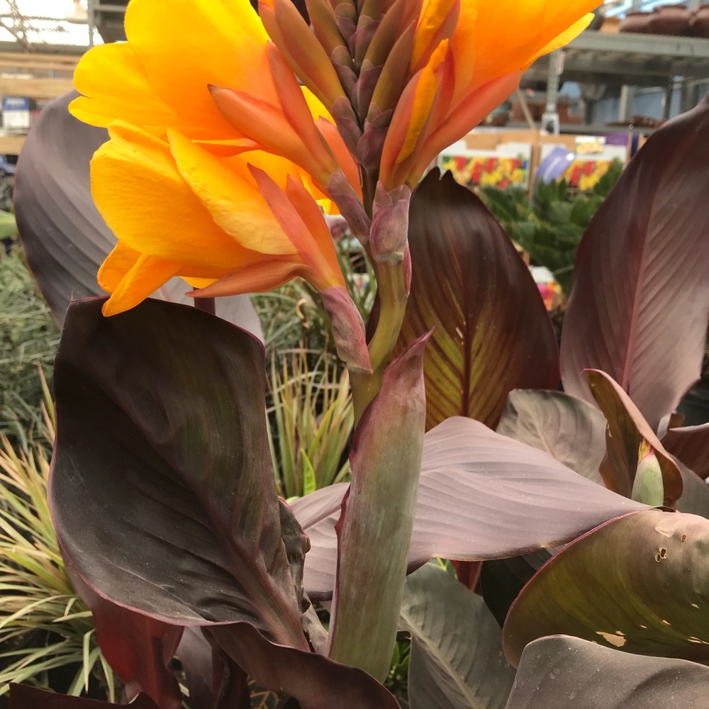 Meet your Posher, Shanella